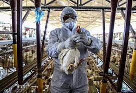 Millones de aves sacrificadas y cadenas de suministro rotas: el precio de los huevos se dispara por la gripe aviar y la crisis ucraniana