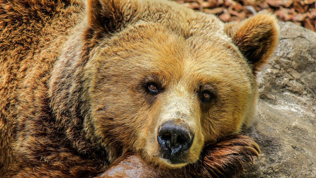 Una familia descubre que cinco osos hibernaban debajo de su casa en EE.UU.