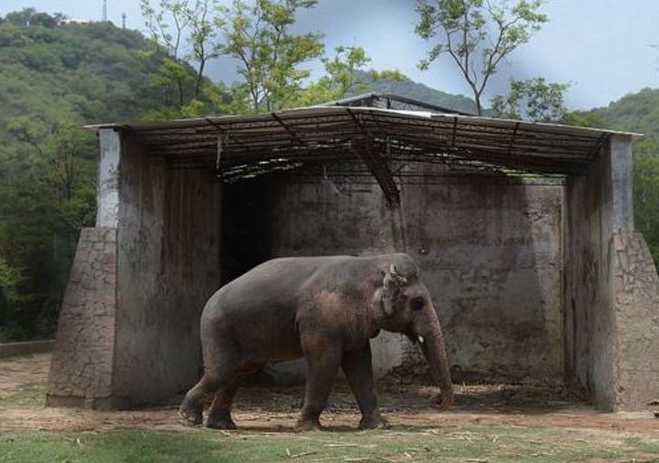 Elefante que pasó 8 años siendo maltratado en zoológico ahora vive feliz en santuario. Lo liberaron