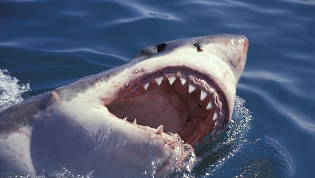 Un tiburón ataca a un nadador en una playa de California y varios testigos logran rescatarlo con una tabla de surf