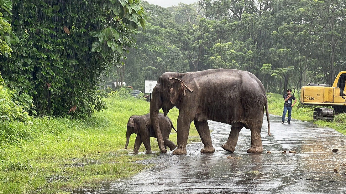 Salvan a una cría de elefante y a su madre que se cayeron a una alcantarilla de 2 metros de profundidad en Tailandia