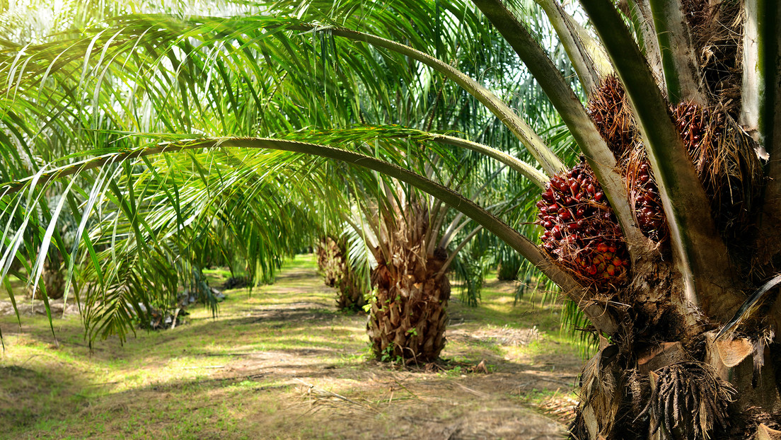 En qué consiste el plan de Bolivia para aprovechar la palma aceitera como biodiésel
