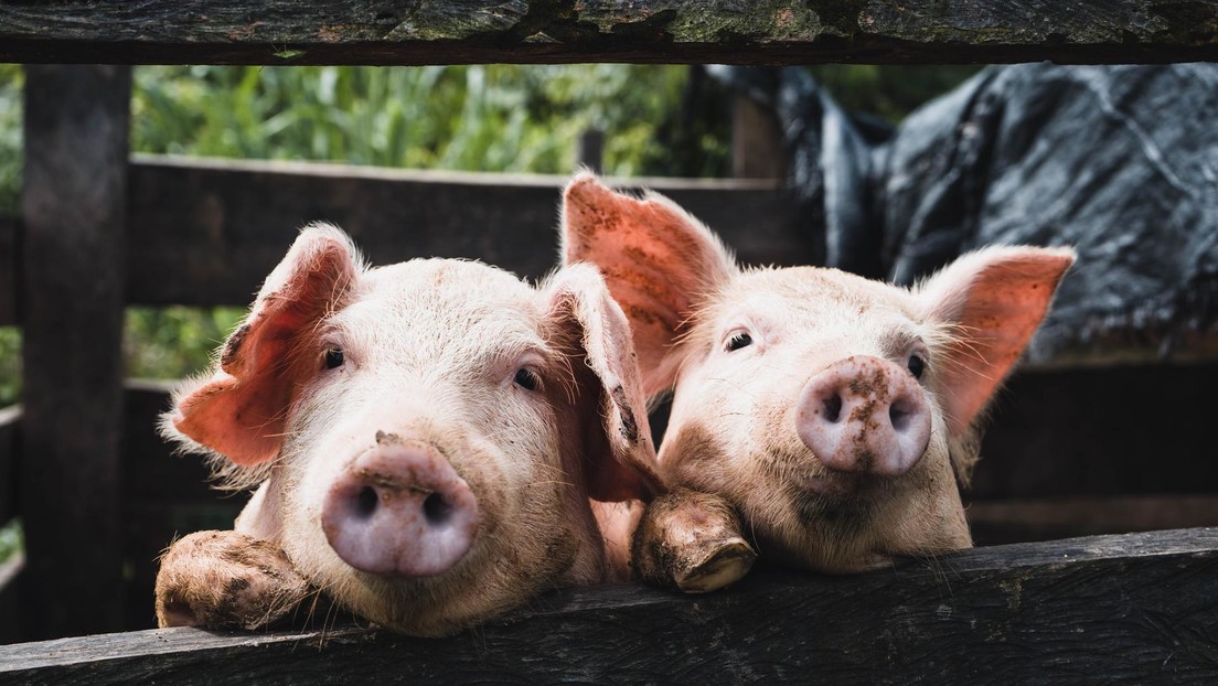 Científicos logran restaurar la función de células y órganos en cerdos sin vida